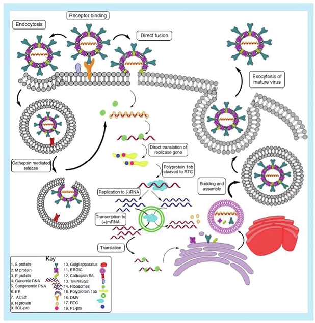 SARS-COV-19 replication cycle.
