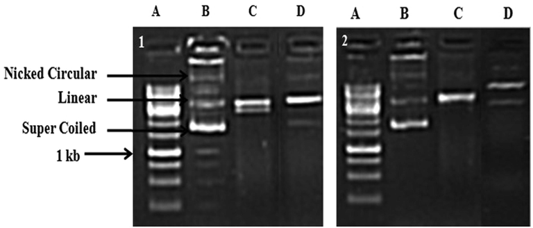 DNA damage protecting activity of methanol and chloroform leaf extract of Schefflera vinosa against hydroxyl radical induced DNA damage of pGEM-T plasmid. Lane 1: Ladder 1 kb; Lane 2: pGEM-T plasmid DNA; Lane 3: DNA + Fentońs reagent; Lane 4: DNA + Fentońs reagent + extract (5 mg/ml). Gel 1: ME and Gel 2: CE.