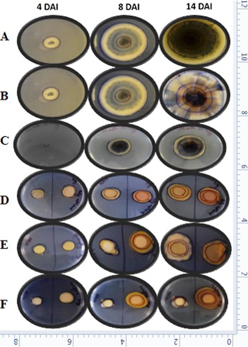 Antimicrobial activities of Schefflera vinosa on 4th, 8th and 14th days after inoculation (DAI). (A) Radial growth of M. oryzae in control blank PDA media. (B) Growth of M. oryzae in control containing methanol in PDA media (C) Antifungal activity of methanol extract on growth of M. oryzae in PDA media containing extract (D) Effect of control blank on Xoo and Xag growth of Xanthomonas (E) Effect of control methanol on growth of Xoo and Xag of Xanthomonas (F) Antibacterial activity of methanol extract on growth of Xoo and Xag of Xanthomonas.