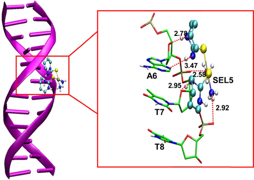 Analysis of the docking interaction between complex 5 and B-DNA. Hydrogen bonding interactions are shown in the inset.