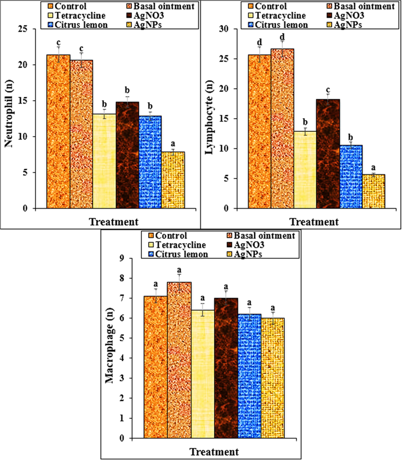 The numbers of neutrophils, lymphocytes and macrophages in groups treated with basal, tetracycline, AgNO3, Citrus lemon leaf aqueous extract and Ag nanoparticles ointments. Different letters show a significant difference between test groups (p ≤ 0.01).
