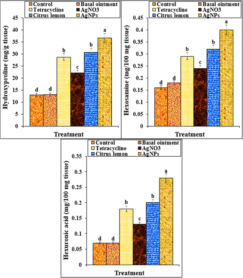 Concentrations of hydroxyproline, hexosamine and hexuronic acid in groups treated with basal, tetracycline, AgNO3, Citrus lemon leaf aqueous extract and Ag nanoparticles ointments. Different letters show a significant difference between test groups (p ≤ 0.01).