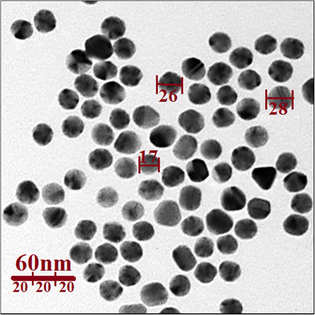 TEM image of silver nanoparticles green-synthesized by Citrus lemon leaf.