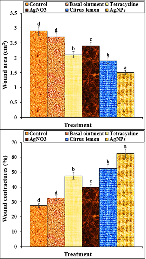 The levels of wound area and wound contracture in groups treated with by basal, tetracycline, AgNO3, Citrus lemon leaf aqueous extract and Ag nanoparticles ointments. Different letters show a significant difference between test groups (p ≤ 0.01).