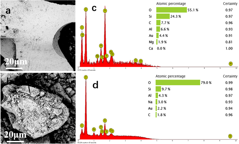 SEM micrographs of BFA (a), BFA-GP (b) and EDS analysis of BFA (c), BFA-GP (d).