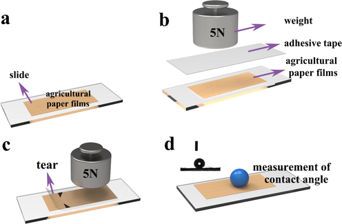 Schematic diagram of adhesive test of paper mulching tape. (a), (b), (c) and (d) are the sequence of the experiment.