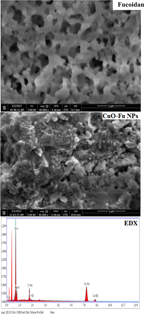 SEM image (A) and EDX spectrum (B) of synthesized fucoidan-capped copper oxide nanoparticles (CuO-Fu-NPs).