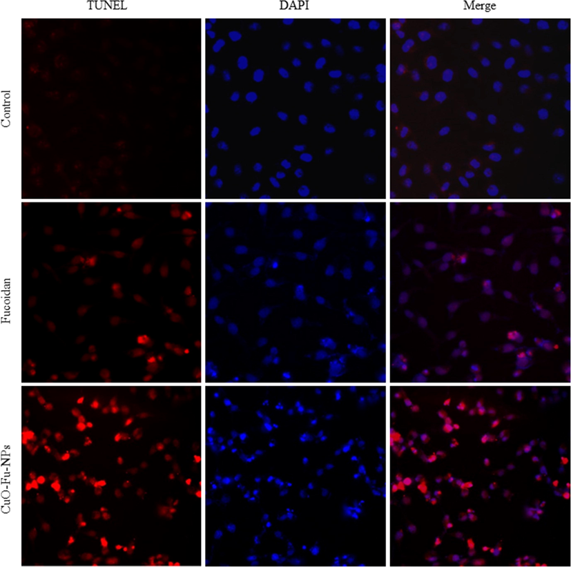 TUNEL assay of the cytotoxic and genotoxic effects of synthesized fucoidan-capped copper oxide nanoparticles (CuO-Fu-NPs) and of fucoidan alone. HeLa cells were exposed to 2 mg/mL of the test material for 24 h before assay.