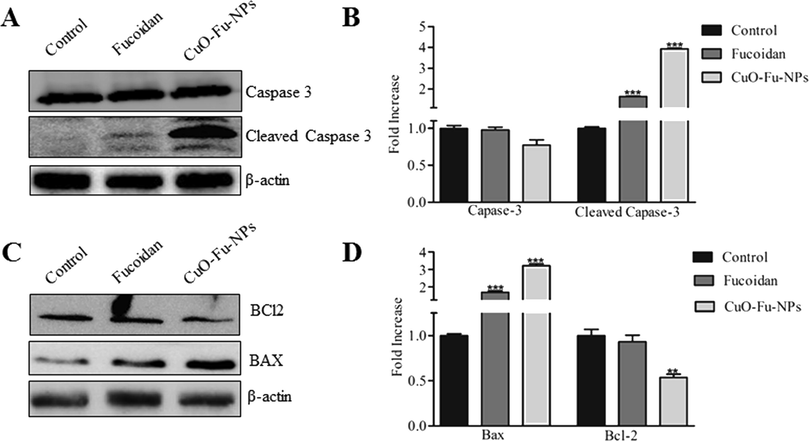 Effects of synthesized fucoidan-capped copper oxide nanoparticles (CuO-Fu-NPs) and of fucoidan alone on the protein expression of caspases, BCL2, and BAX. HeLa (cervical cancer) cells were untreated or treated with 2 mg/mL of the test material for 24 h, following which western blot using β-actin as the loading control (A, B). The experiment was repeated three times, and the data are presented as the representative results or the mean ± SD (C, D). The results were considered statistically significant at **p < 0.01 and ***p < 0.001.