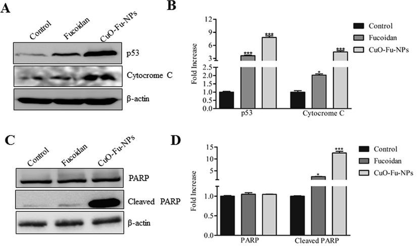 Effects of synthesized fucoidan-capped copper oxide nanoparticles (CuO-Fu-NPs) and of fucoidan alone on the protein expression of p53, cytochrome c, and PARP. HeLa (cervical cancer) cells were untreated or treated with 2 mg/mL of the test material for 24 h, following which western blot assay of protein expression was carried out using β-actin as the loading control (A, B). The relative concentration of protein was determined using ImageJ densitometry software. The experiment was repeated three times, and the data are presented as the representative results or the mean ± SD (C, D). The results were considered statistically significant at **p < 0.01 or ***p < 0.001.