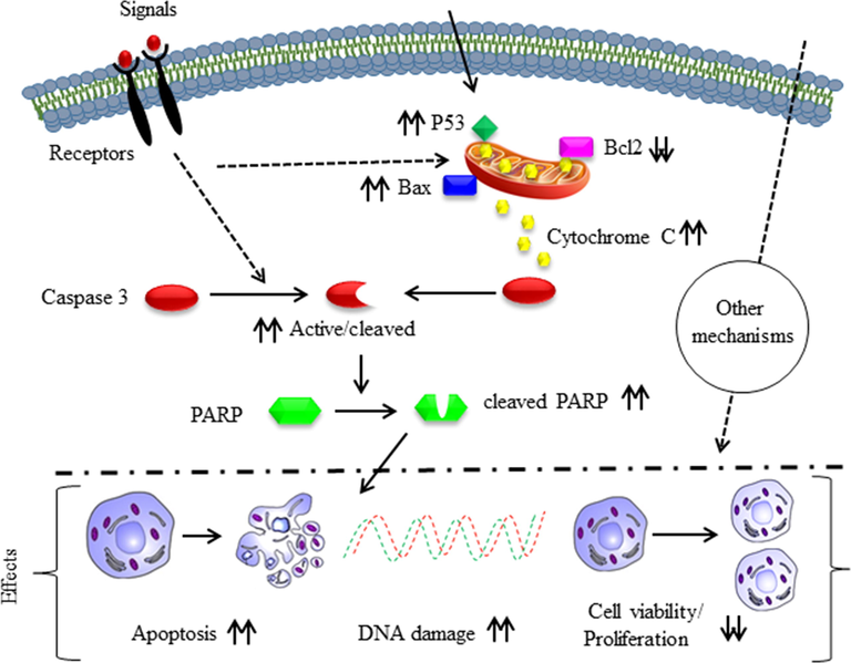 Anticancer mechanism of the synthesized fucoidan-capped copper oxide nanoparticles (CuO-Fu-NPs) in HeLa (cervical cancer) cells. The upward or downward double arrows respectively indicate increase in or the inhibition of the apoptosis-related protein expression and anticancer effects.