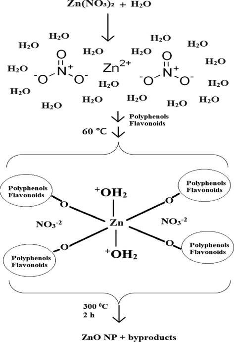 Proposed ZnO NPs formation mechanism using E. japonica leaves extract.