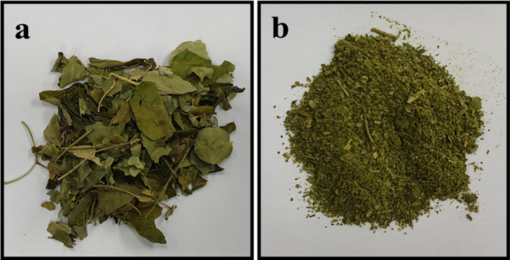 Moringa oleifera leaf before and after crushing.