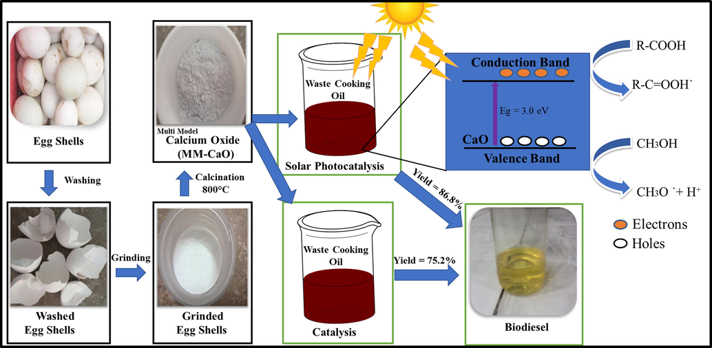 Representation of MM-CaO synthesis and biodiesel production application.