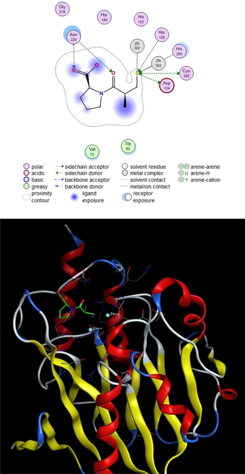 2D (top) and 3D (bottom) structures of L-captopril with NDM positive A. baumannii.