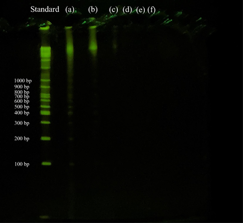 Fragments of residual DNA in the samples detected by agarose gel electrophoresis. (a) Untreated. (b) Dimethyl ether (DME) extraction only. (c–f) DNase treatment for 1 (c), 3 (d), 5 (e), and 7 (f) days following DME extraction.