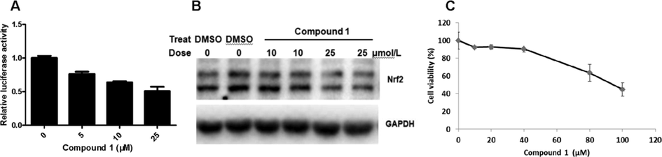Compound 1 selectively inhibited the Nrf2 pathway. (A) 1 inhibited ARE-dependent luciferase activity(n = 3). (B) Nrf2 expression in A549 cells, GAPDH was used as control (n = 2). (C) Cell viability of compound 1 in A549 cells (n = 3).