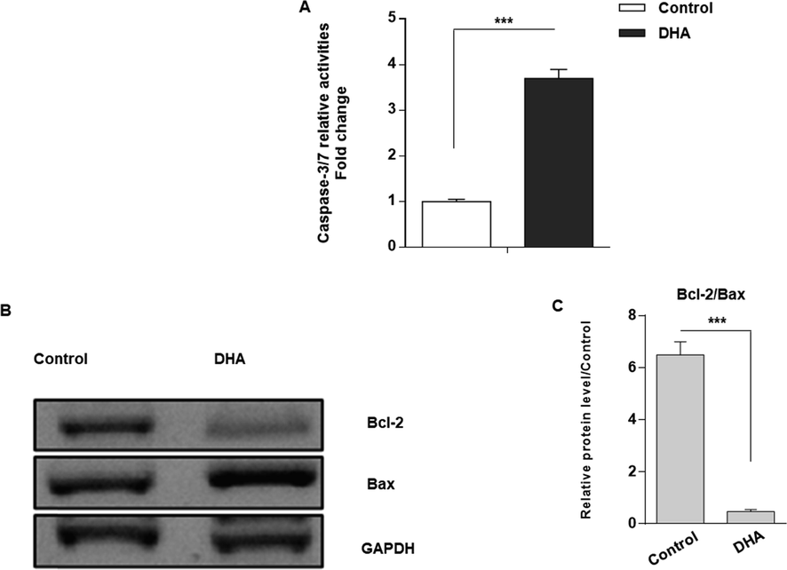 DHA induces apoptosis in BC cells. (A) The findings show the increased caspase-3/7 relative activity after 48 h in response to 50 µM DHA treatment in MDA-MB-231 cells. (B) Immunoblotting of endogenous Bcl-2 and Bax protein levels in MDA-MB-231 cells 48 h after pretreatment with 50 µM DHA. (C) The ratio of Bcl-2 to Bax was considerably decreased (P < 0.001) in MDA-MB-231 BCE cells that were treated with 50 µM DHA, suggesting the pro-apoptotic influences of DHA on MDA-MB-231 BCE cells. ***P < 0.001.