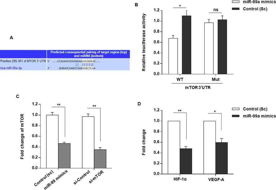 mTOR is a direct and functional target for miR-99a. (A) Putative complementary sequences between the 3′-UTR of mTOR and miR-99a predicted by TargetScan 5.1. (B) Luciferase assay was done to show direct targeting of mTOR 3′-UTR by miR-99a. Relative luciferase reporter activity of MDA-MB-231 BCE cells at 48 h after co-transfection with wild-type (WT) or mutant (Mut) mTOR 3′-UTR luciferase reporter constructs and miR-155 precursor molecule (miR-155 mimics) are shown. miR-99a was identified to lessen luciferase activity in the cells that were transfected with WT mTOR 3′-UTR (P < 0.05), while no significant effect was detected in those cells transfected with Mut mTOR 3′-UTR. (C) mTOR expression at mRNA levels measured in MDA-MB-231 cells that were transfected with either miR-99a mimics or scramble (sc). Transfection of miR-99a mimics led to a significant decrease of mTOR transcript levels in MDA-MB-231 cells. mTOR mRNA levels in MDA-MB-231 cells transfected with either siRNA against mTOR (si-mTOR) or silencing negative control (si-control) is also evaluated; siRNA inhibited mTOR expression. The assays were performed 48 h after transfection. (D) HIF-1α and VEGF-A expressions evaluated by RT-qPCR in MDA-MB-231 cells, 48 h after transfection with either miR-99a mimics or scramble (sc). In this figure: *P < 0.05, **P < 0.01, and “NS” means “no statistical significance”.