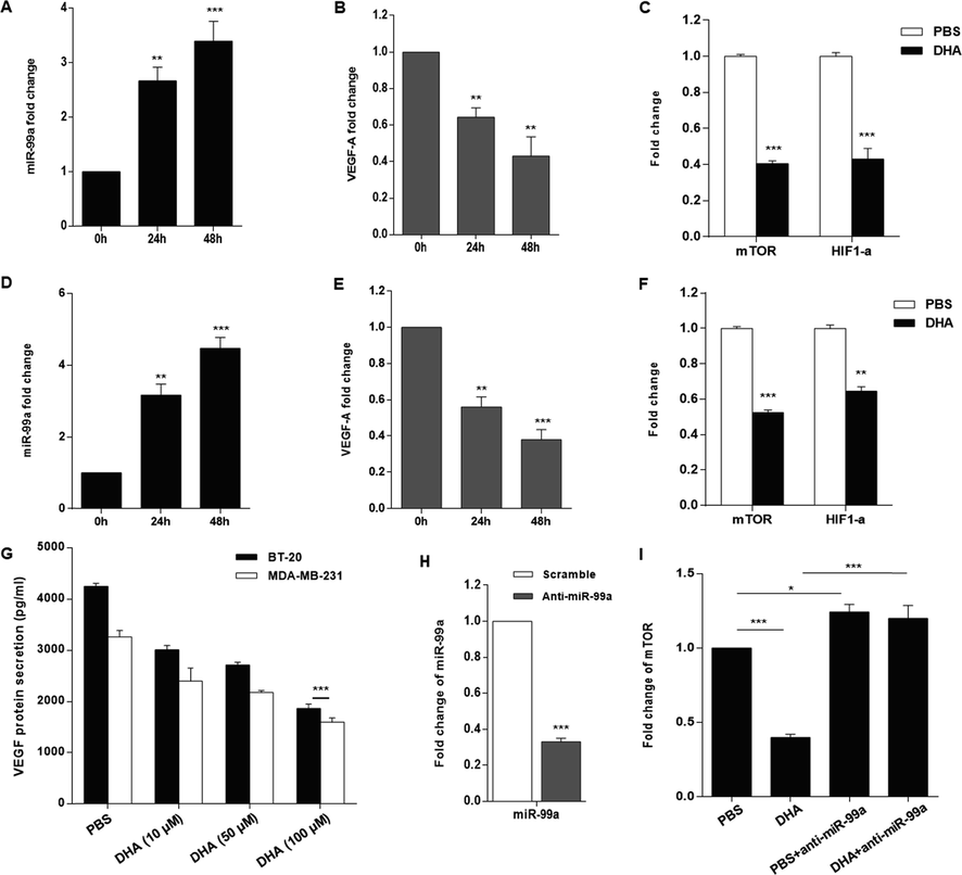 DHA modulates the mTOR-HIF-1α-VEGF axis through up-regulating miR-99a in BC cells. (A) DHA (50 µM) caused a significant increase of miR-99a expression in MDA-MB-231 BCE cells time-dependently. (B) DHA treatment (50 µM) led to a decrease of VEGF mRNA expression levels. C) mTOR and HIF-1α transcript levels at 48 h after treatment of MDA-MB-231 BCE cells with 50 µM DHA. (D–F) RT-qPCR revealed that DHA-induced up-regulation of miR-99a considerably inhibited the expression of the mTOR-HIF-1α-VEGF signaling in BT-20 BC cells. (G) significant dose-dependent effects of DHA on VEGF protein secretion were measured using MDA-MB-231 and BT-20 BC cells that previously were treated with different concentrations of DHA (10, 50, and 100 µM). (H) Fold change of miR-99a in MDA-MB-231 BCE cells after transfection with anti-miR-99a. miRNA level was measured. I) MDA-MB-231 cells were pre-incubated with 50 µM DHA and transfected with anti-miR-99a (100 nM) for 48 h. The mRNA expression level of mTOR in MDA-MB-231 cells transfected with anti-miR-100 along with either DHA or PBS was considerably much greater than those cells that were only treated with DHA. *P < 0.05, **P < 0.01, and *** P < 0.001.