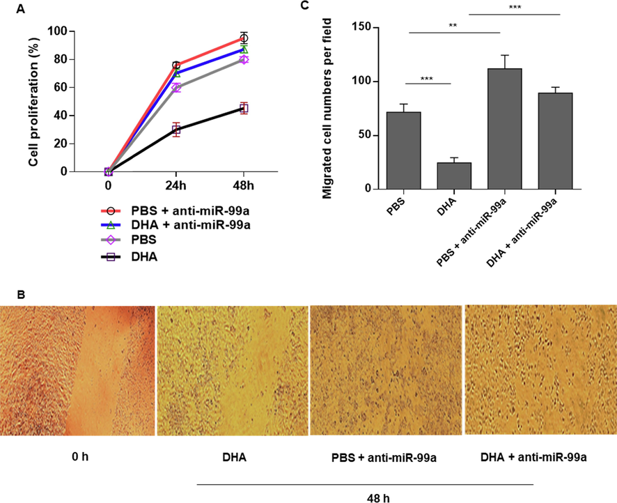 Inhibitory effects of DHA on BC cell proliferation and migration are exerted by miR-99a up-regulation. (A) DHA (100 µM) has inhibitory effects on the proliferation of MDA-MB-231 BCE cells at time points of 24 and 48 h. Transfection of anti-miR-99a abolished the anti-proliferative effects of DHA in MDA-MB-231 cells. (B) anti-miR-99a could diminish the anti-migratory effects of DHA on MDA-MB-231 BCE cells at 48 h after treatment. (C) The migration of MDA-MB-231 cells decreased after DHA treatment with a concentration of 25 µM than those cells were treated with PBS after 48 h. Transwell migration assay revealed that the anti-migratory effects of DHA on MDA-MB-231 cells were decreased following transfection with anti-miR-99a. **P < 0.01 and *** P < 0.001.