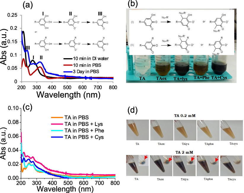 (a) UV–Vis spectra of TA (1 μM) incubated in DI water and PBS for different lengths of time (inset; possible mechanisms for TA oxidation), (b) photographic image of different TA (0.33 mM) incubated in DI water (TA), PBS (TAox), PBS containing lysine (TA + Lys), PBS containing phenylalanine (TA + Phe), PBS containing cysteine (TA + Cys) (inset; possible mechanisms for amino acid addition reaction of TA), (c) UV–Vis spectra of TA (0.33 mM) incubated in PBS (Taox), PBS containing lysine (TA + Lys), PBS containing phenylalanine (TA + Phe), PBS containing cysteine (TA + Cys), (d) photographic image of different TA samples (0.2 mM and 2 mM) incubated in 10% FBS for a week along with their precipitates (obtained by using 2 mM TA samples).