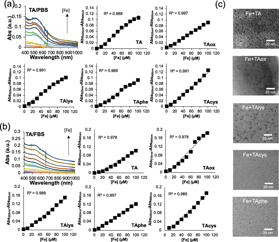 Typical UV–Vis spectra of TA containing different concentration of ferric citrate complexes, and plots of corrected absorbance (Abs525nm-Abs900nm) versus concentration of ferric citrate complexes measured from different TA samples incubated in (a) PBS and (b) 10 %FBS, (c) typical TEM images of nanosized iron-tannic complexes obtained by mixing iron with different TA samples using 3:1 mol ratios of Fe:TA.