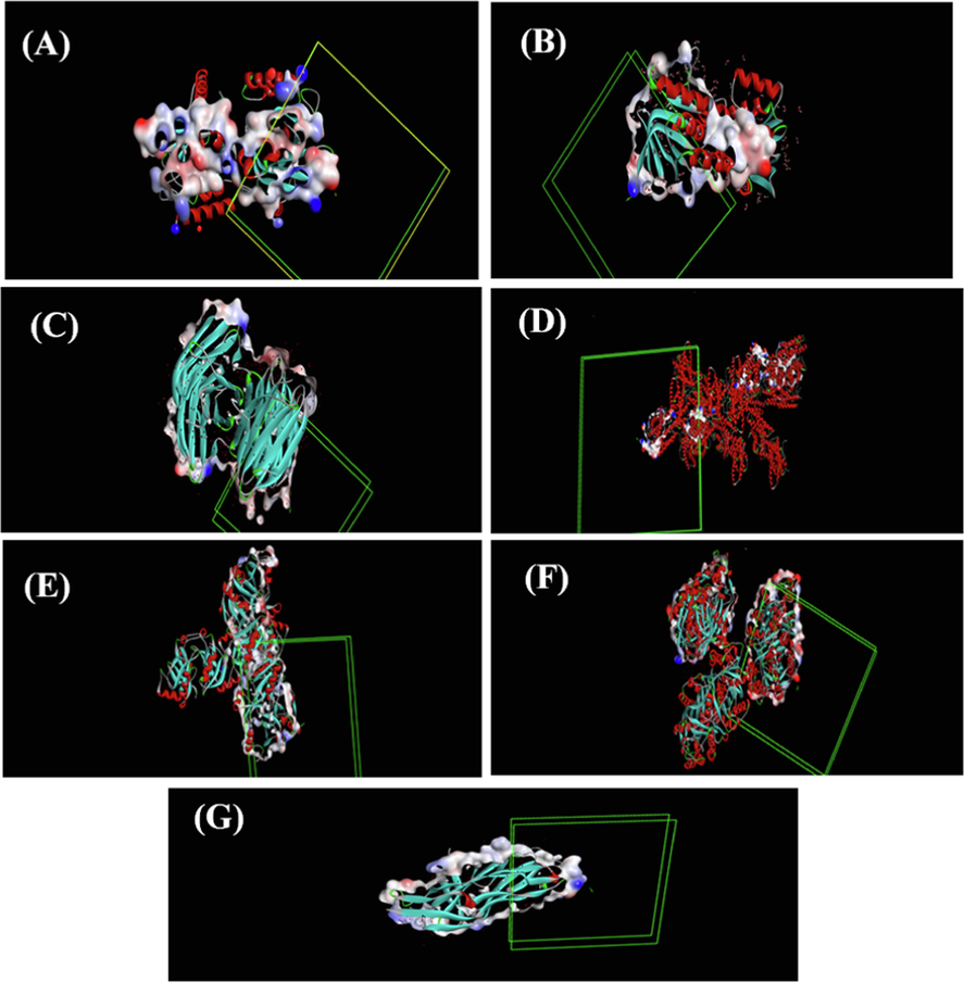 Electron density surface and pose of binding with Ag nanostructures of (A) Staphylococcus aureus, (B) Escherichia coli, (C) Pseudomonas aeruginosa, (D) Bacillus subtilis, (E) Klebsiella pneumoniae, (F) Micrococcus luteus, (G) Proteus mirabilis.