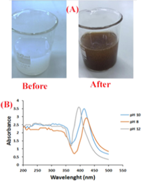 Photographic image of reduction of Ag+ to Ag0 before and after addition of herbal extract (A), UV–Vis spectra of pH dependent synthesis of silver nanoparticles in the presence of Artemisia herba-alba extract (B).