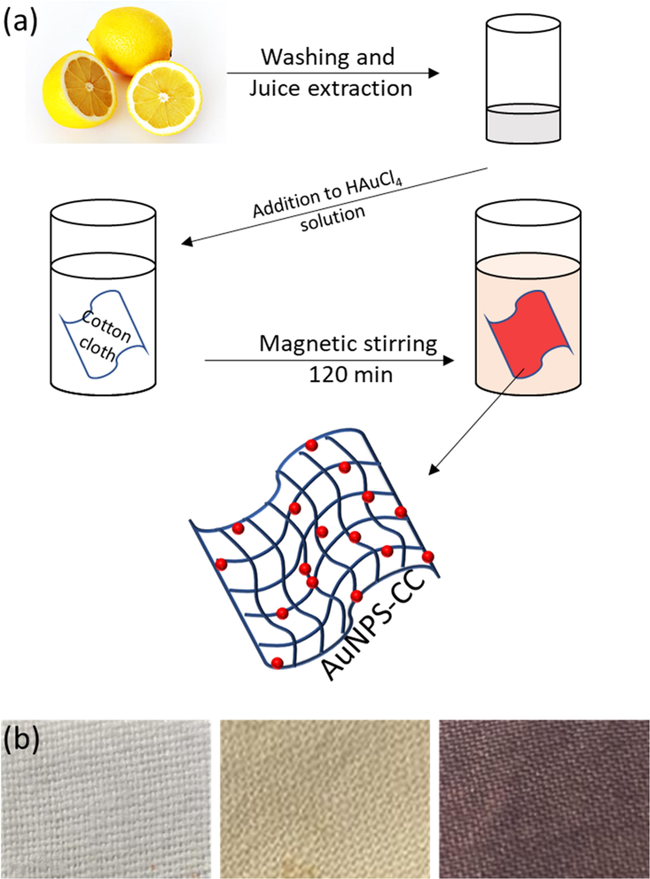 Illustration of green synthetic approach towards AuNP-CC preparation (a), and photographs of the (b) bare-CC (left), extract coated-CC (middle) and AuNP-CC (right).