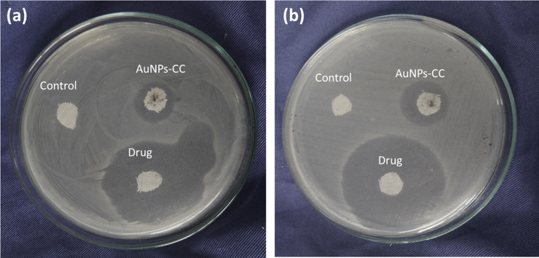 Inhibition zones of green synthesized AuNPs-CC, positive control (drug) and negative control (CC) against (a) E. coli and (b) S. aureus after incubation for 24 h.