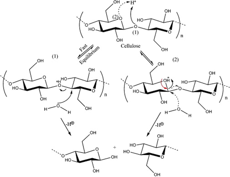 Mechanism of cellulose chain acid hydrolysis. Adapted with permission from (Kargarzadeh et al., 2017).