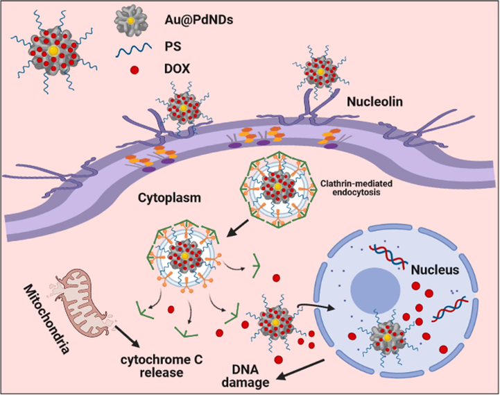 Schematic illustration of the proposed anticancer mechanism of action of PS.Au@PdNDs.DOX nanocarrier in MCF-7 cells.