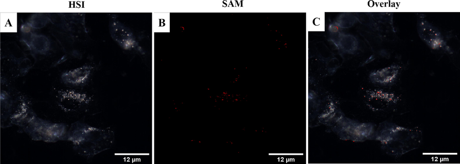 Hyperspectral reflectance profile of PS.Au@PdNDs.DOX (red line), cytoplasm (white line), and background reflectance (green line) from the nucleus. Images were acquired at 60× magnification (Scale bar = 12 µm).