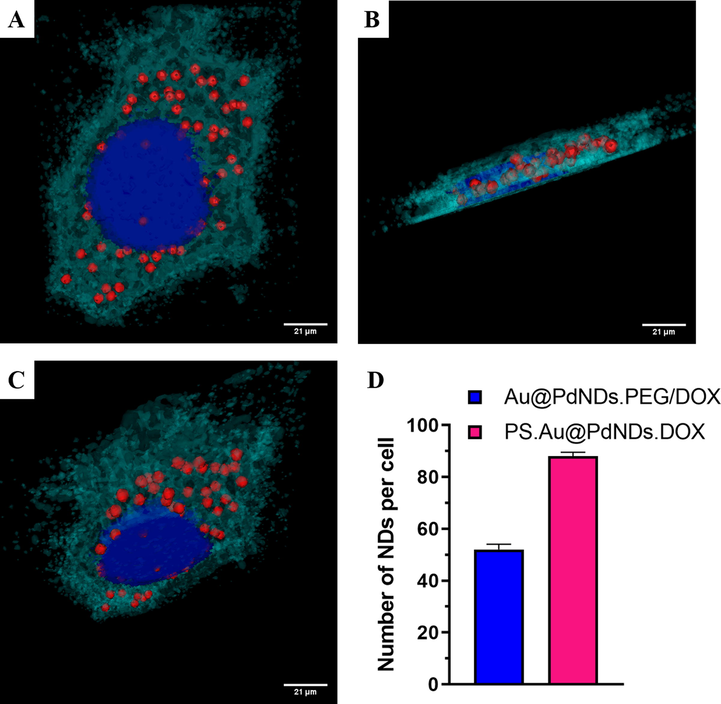 3D-CytoViva fluorescent images of MCF-7 cells treated with PS.Au@PdNDs.DOX for 2 h. (A-C) The images were rotated along its focal plane in the direction of the Z-axis. Images were acquired at 60× magnification, scale bar = 21 µm). (D) number of nanoparticles counted by CytoViva software within cells after 2 h incubation.