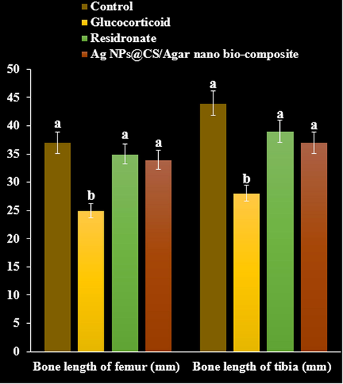 The effect of Ag NPs@CS/Agar nano bio-composite on bone length of femur and tibia in osteoporosis induced by Glucocorticoid in rats.