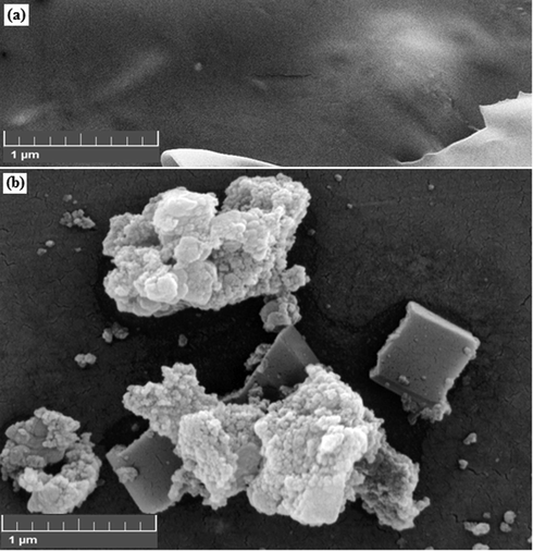 FE-SEM images of the (a) CS/Agar hydrogel and (b) Ag NPs@CS/Agar nano bio-composite.