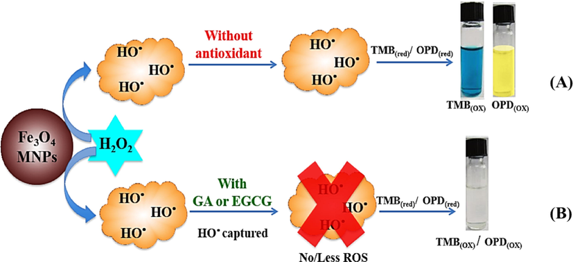 The principle of the analysis of radical scavenging activity of antioxidants using Fe3O4 MNPs (A) without antioxidant (B) with antioxidants.