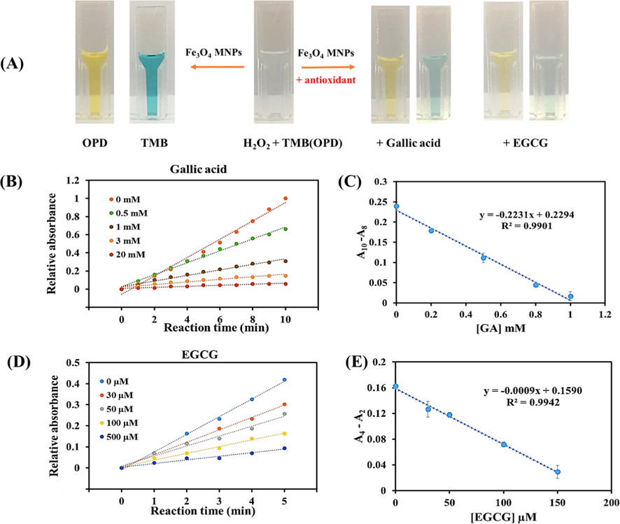 The quenching effect of GA and EGCG on HO• radicals produced from the peroxidase-like activity of Fe3O4 MNPs to catalytically oxidize H2O2. (A) Pictures of representative colorimetric substrates after catalytic oxidation by Fe3O4 MNPs in the absence and presence of antioxidants; GA (0.6 mM), EGCG (150 μM). Concentration-dependent quenching effects of (B) GA, (D) EGCG on the catalytic oxidation of TMB and H2O2 by Fe3O4 MNPs. Calibration plots of differences in the relative absorbance at two reaction times as a function of antioxidant concentrations for (C) GA, (E) EGCG (n = 5).