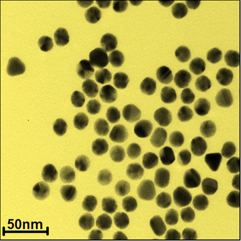 TEM image of Au nanoparticles green-synthesized by Foeniculum vulgare seeds.