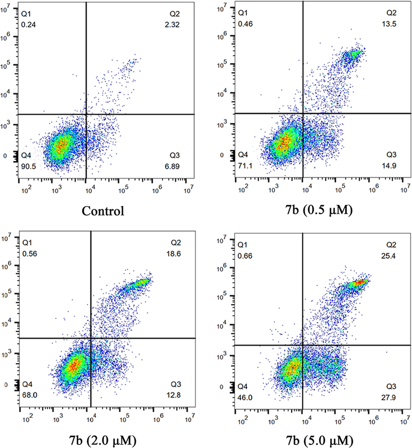 Effect of compound 7b on cell apoptosis in MCF-7 cells. Flow cytometric analysis of apoptotic cells after treatment of MCF-7 cells with 7b for 24 h. (A) Control; (B) 7b, 0. 5 μM; (C) 7b, 2.0 μM; (D) 7b, 5.0 μM. The diverse cell stages were given as live (Q4), early apoptotic (Q3), late apoptotic (Q2), and necrotic cells (Q1).