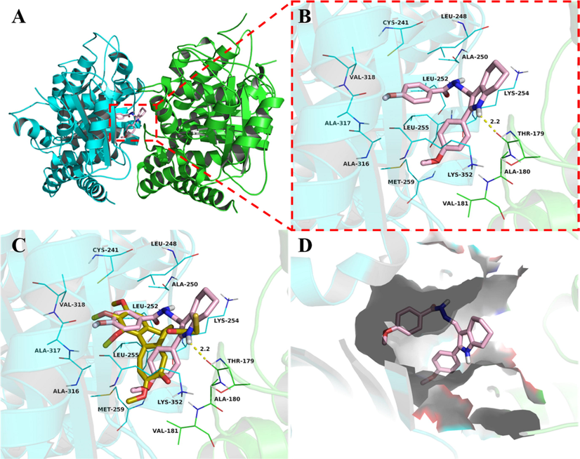 Compound 7b was docked to the colchicine binding site of the tubulin (α: green; β: cyan). (A) The overall structure of tubulin with 7b. (B) Binding pose of 7b at colchicine binding site. (C) Superimposed pose of 7b (pink) and colchicine (yellow-orange) in the binding site. (D) Binding pose of 7b in the surface of colchicine binding pocket.