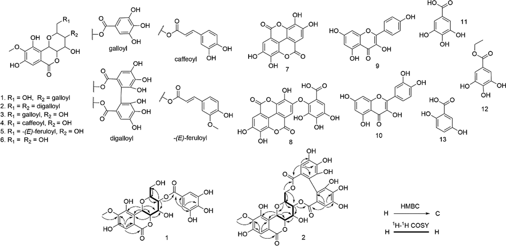 Structures of compounds 1–13 and key HMBC and 1H–1H COSY correlations of compounds 1–2.