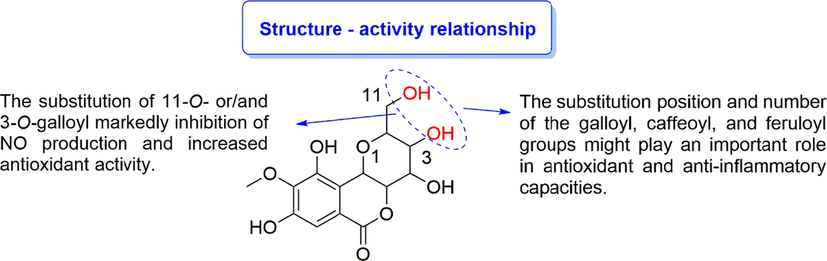 The potential structure–activity relationship of bergenin derivatives in antioxidant and anti-inflammatory activities.
