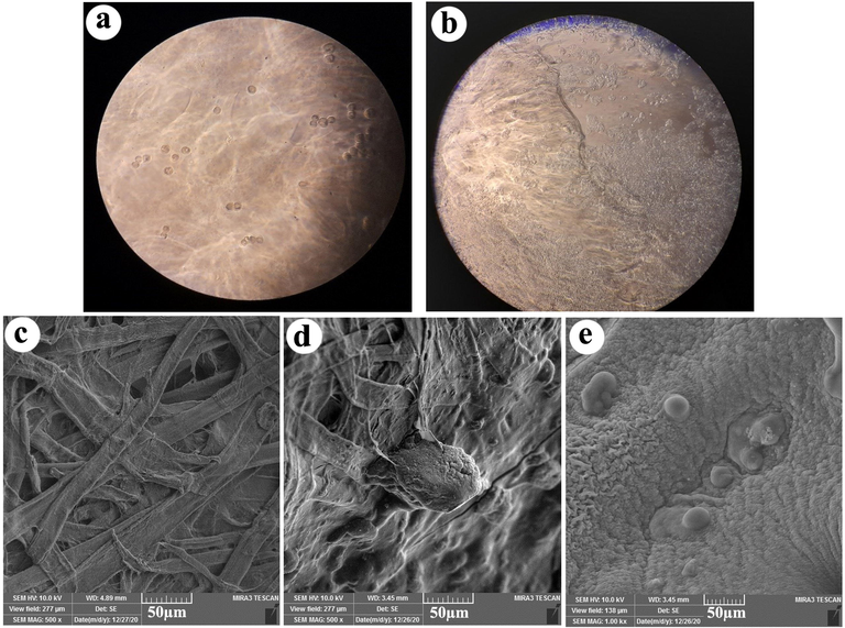 Phase-contrast microscopy of hydrogel without SiC (a), and with 1.5% SiC (b), FESEM images of hydrogel without SiC (c), and with 1.5% SiC (d,e).