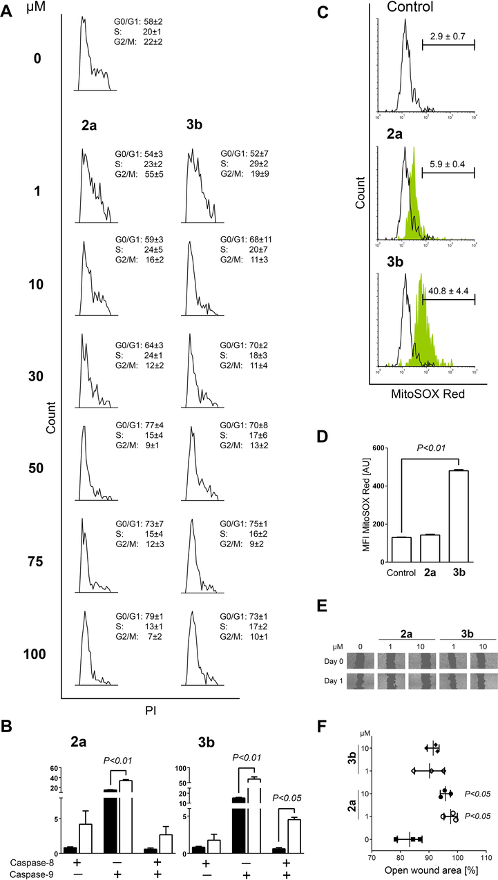 Profiles of 2a and 3b anticancer activity on A549 cells. (A) Representative images of cell cycle distribution after 12 h of treatment. Data included are the mean ± SD percentages of cells at the G0/G1, S, and G2/M phases, as the result of two replicates from independent experiments. (B) Percentages of cells positive for activated caspase-8, −9, or both in non-treated samples (closed bars) and after 6 h of treatment with investigated compounds at 50 µM (open bars). The statistical evaluation has been performed using unpaired t-test with Welch's correction comparing treated to non-treated populations. (C) Representative histograms of cells stained with MitoSOX Red dye performed after 6 h treatment with investigated compounds at 50 µM, with the mean ± SD percentages of cells positive for superoxide (●O2–) production calculated from data of three independent replicates. (D) Mean fluorescence intensity (MFI) expressed in arbitrary units [AU], computed for ●O2–-positive subpopulation from data of three independent replicates. Statistical significance was computed using the Kruskal-Wallis test with unpaired t-test with Welch's correction as post-test. (E) Representative images of scratch assay acquired by Celigo imaging cytometer after cells were stained with Calcein AM. Images were taken just before the addition of compounds (Day 0) and 24 h later (Day 1). (F) Mean ± SD plot of open wound area after treatment with investigated compounds, determined by TScratch software analysis of images acquired at 0 and 24 h. Statistical significance was tested using the Kruskal-Wallis test and unpaired t-test with Welch's correction.