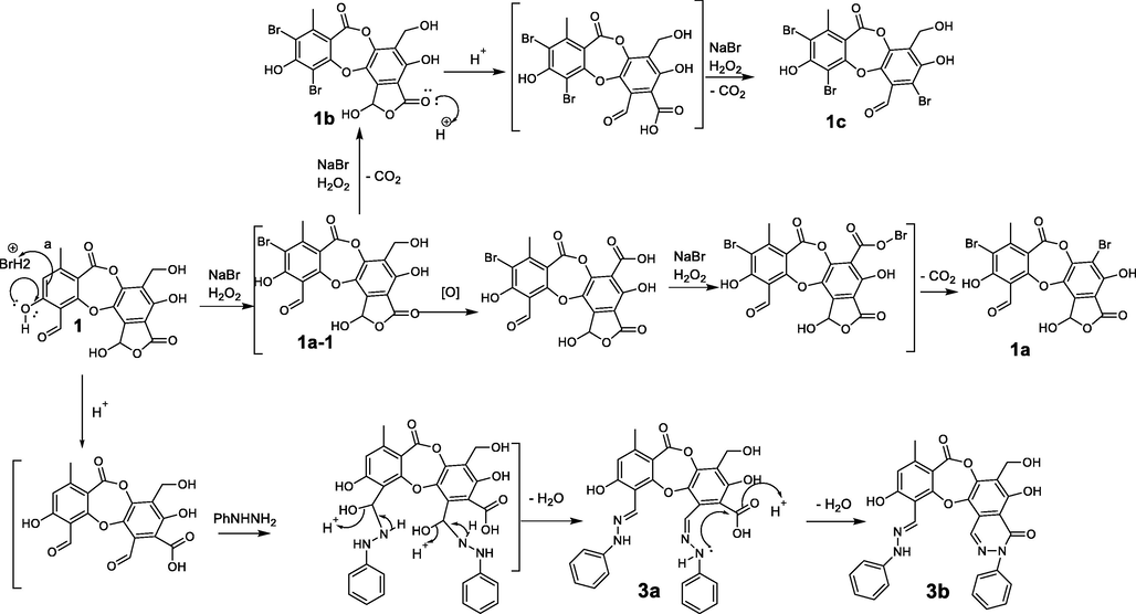 The proposed mechanism of the bromination and nucleophilic addition to form 1a-1c and 3a-3b.