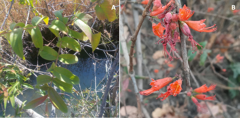 W. fruticosa Leaves (A) and Flowers (B).