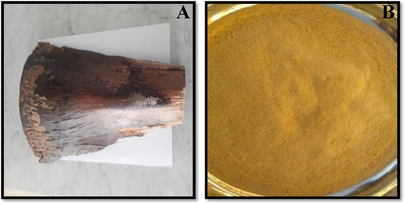 A) Date palm petioles used in this study; B) Date palm petiole particles after crushing and sieving (particle size < 2 μm).
