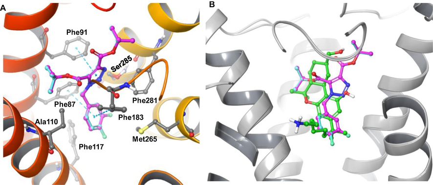 Overlay representation of (A) compounds 6 (carbon in magenta) and 11 (carbon in cyan) and (B) co-crystalized ligand of CB2 receptor 8DO (carbon in green), and compounds 6 (carbon in magenta) and 11 (carbon in cyan) within the binding site of the CB2 active-state X-ray crystal structure. The key amino acid residues are shown in gray. The nonpolar hydrogens are not shown, for clarity.